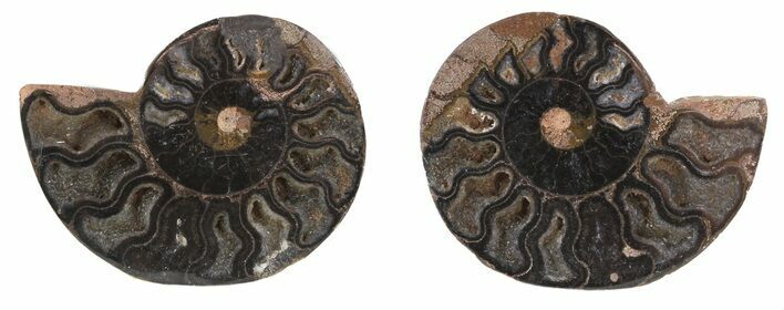 Split Black/Orange Ammonite Pair - Unusual Coloration #55555